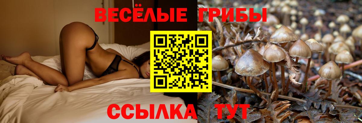Братск  Псилоцибиновые грибы ЛСД  Псилоцибиновые грибы Psilocybe  Вход с VPN 